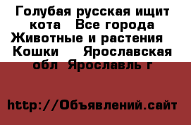 Голубая русская ищит кота - Все города Животные и растения » Кошки   . Ярославская обл.,Ярославль г.